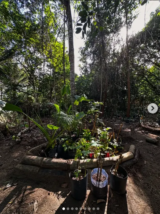 Horta em ambiente de agrofloresta, referência da Nova Floresta